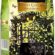 Beta Jasmine Pearl Green Tea 50 gr