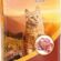 Bonnie Basic Yetişkin Dana Etli Kedi Maması 10 Kg