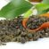 Beta Milk Oolong Tea Çay 50 gr